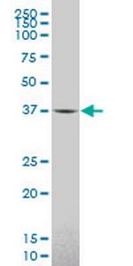 IDO1 Antibody in Western Blot (WB)