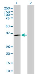 ING1 Polyclonal Antibody, MaxPab™