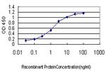 ING1 Antibody in ELISA (ELISA)