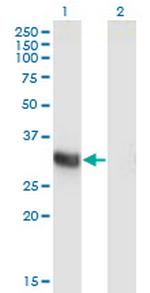 ING2 Monoclonal Antibody (1D1)