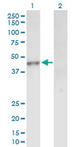 INPP1 Polyclonal Antibody, MaxPab™