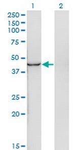 INPP1 Monoclonal Antibody (4F9)