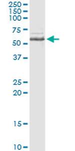 INPP5A Monoclonal Antibody (3D8)