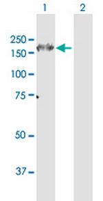 ITGA6 Antibody in Western Blot (WB)