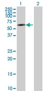 IRF2 Polyclonal Antibody, MaxPab™