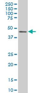 IRF2 Antibody in Western Blot (WB)