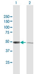 IRF3 Antibody in Western Blot (WB)