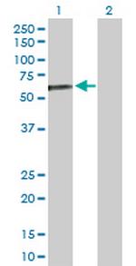 IRF3 Antibody in Western Blot (WB)
