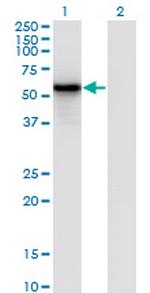 IRF3 Monoclonal Antibody (3C8)
