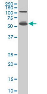 IRF5 Monoclonal Antibody (2D4)