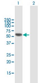 IRF6 Polyclonal Antibody, MaxPab™