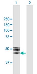 ISLR Polyclonal Antibody, MaxPab™