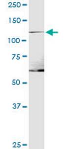 ITGA1 Polyclonal Antibody, MaxPab™