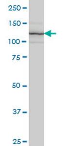 ITGA7 Monoclonal Antibody (8G2)