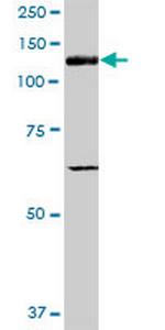 ITGAV Polyclonal Antibody, MaxPab™