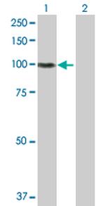 ITGB5 Polyclonal Antibody, MaxPab™