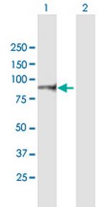ITGB7 Polyclonal Antibody, MaxPab™