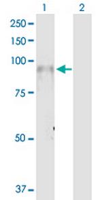ITGB7 Polyclonal Antibody, MaxPab™