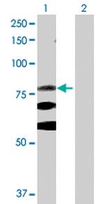 ITGB8 Polyclonal Antibody, MaxPab™