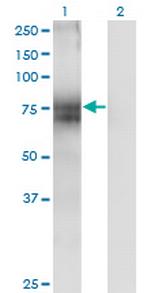 ITM1 Monoclonal Antibody (4D4)