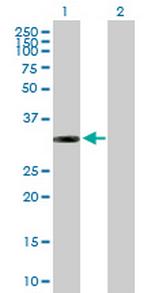 ITPK1 Polyclonal Antibody, MaxPab™