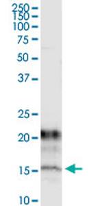 KCNE1 Monoclonal Antibody (2A6)