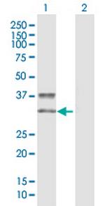 KIR2DS3 Polyclonal Antibody, MaxPab™