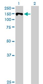 KIT Polyclonal Antibody, MaxPab™