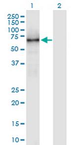 KLC1 Antibody in Western Blot (WB)