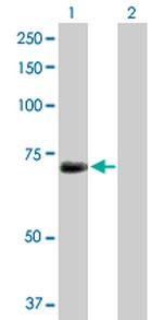 KPNA1 Polyclonal Antibody, MaxPab™