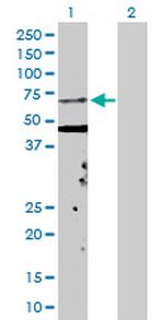 KPNA5 Polyclonal Antibody, MaxPab™
