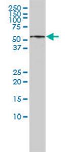 KPNA5 Monoclonal Antibody (1D2)