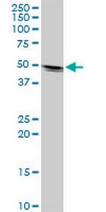 KRTHA2 Polyclonal Antibody, MaxPab™