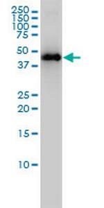 KRTHA3B Monoclonal Antibody (4A6-A7)