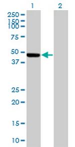 KRTHA5 Polyclonal Antibody, MaxPab™