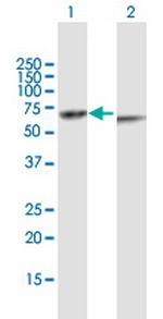 KRT82 Polyclonal Antibody, MaxPab™