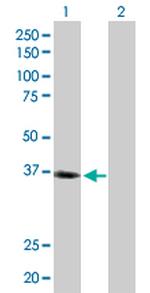 LAIR1 Antibody in Western Blot (WB)