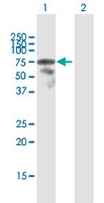 LCP2 Polyclonal Antibody, MaxPab™