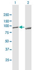 LETM1 Polyclonal Antibody, MaxPab™