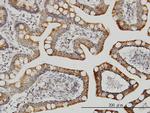 LETM1 Antibody in Immunohistochemistry (Paraffin) (IHC (P))