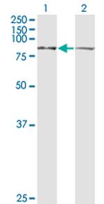 LETM1 Antibody in Western Blot (WB)
