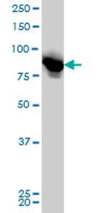 LETM1 Antibody in Western Blot (WB)