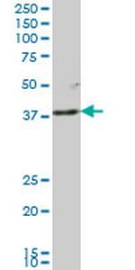 LFNG Monoclonal Antibody (1F9)