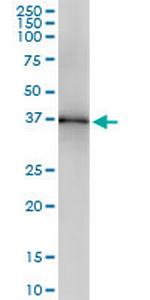 LFNG Monoclonal Antibody (1B6)