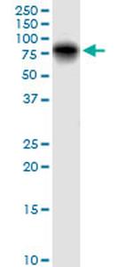 LGALS3BP Antibody in Western Blot (WB)
