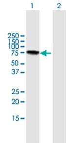 LGALS3BP Polyclonal Antibody, MaxPab™