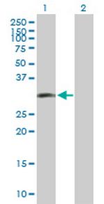 LIF Polyclonal Antibody, MaxPab™