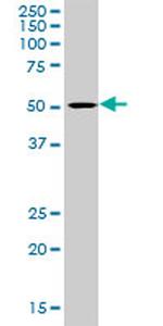 LIPA Antibody in Western Blot (WB)