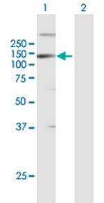 LLGL2 Polyclonal Antibody, MaxPab™