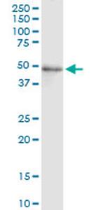 FADS3 Antibody in Western Blot (WB)
